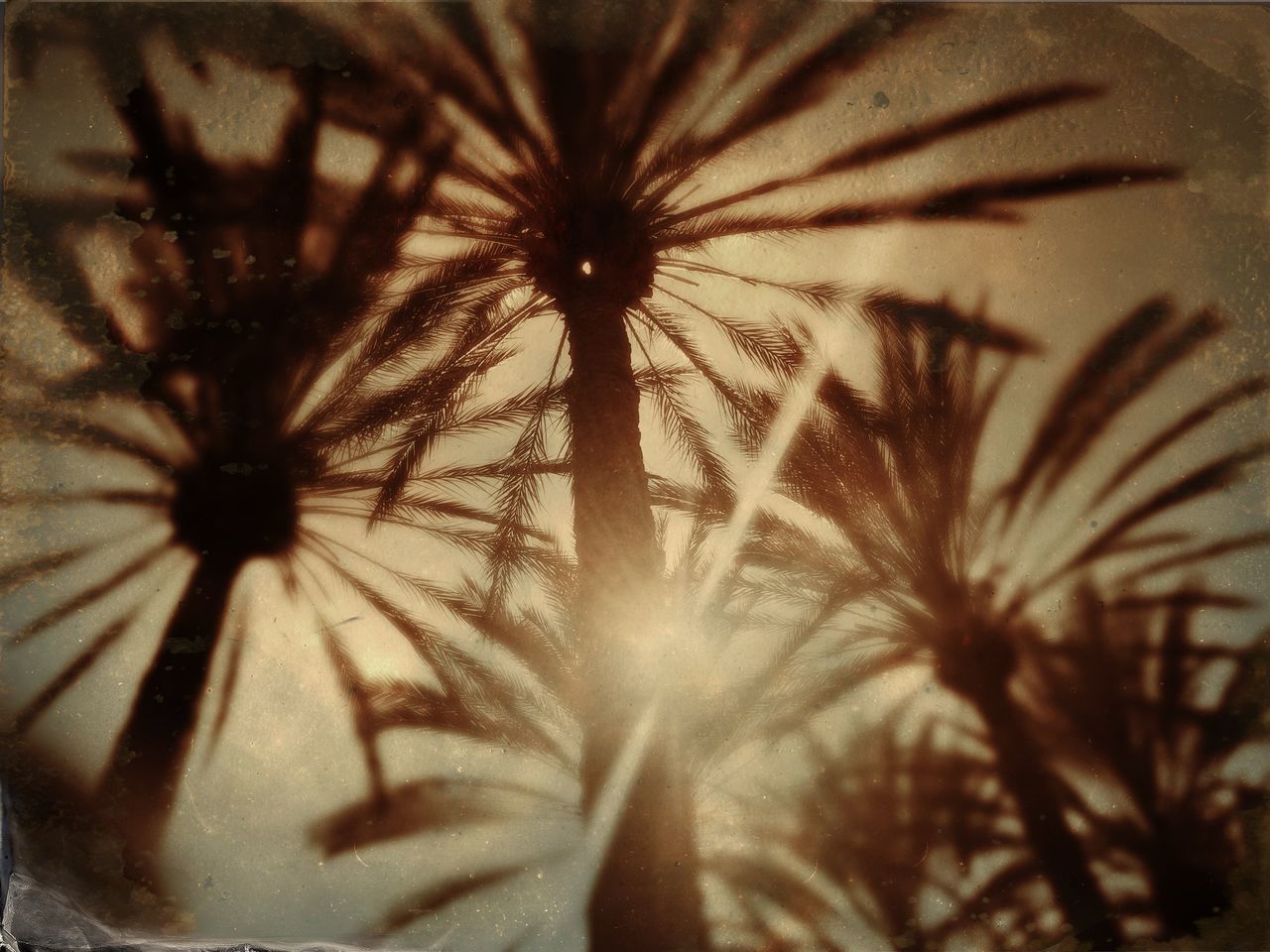 LOW ANGLE VIEW OF SILHOUETTE PALM TREE