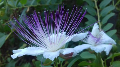 Close-up of purple flowering plant