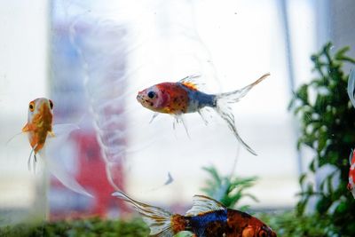 Close-up of fish swimming in sea