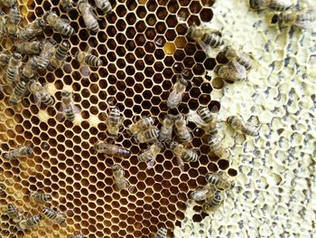 Close-up of bee on water