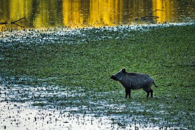 High angle view of pig on field