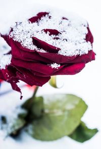 Close-up of red rose