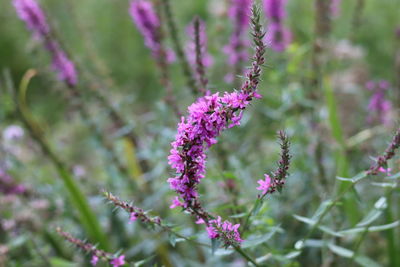 Close-up of pink flowering plant