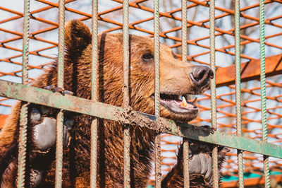 The brown bear holds on to the metal rods of the cage with its paws. keeping a wild animal