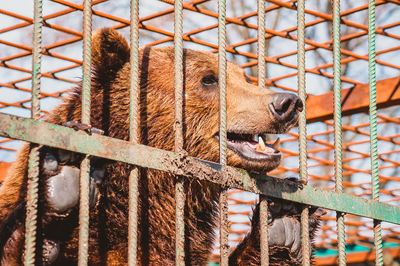 View of cat in cage