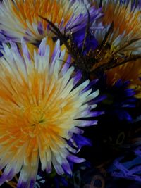 Close-up of water lily