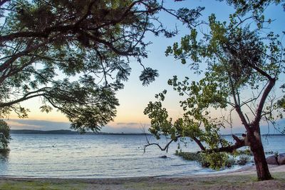 Trees on beach against sky