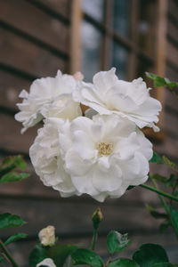 Close-up of white roses