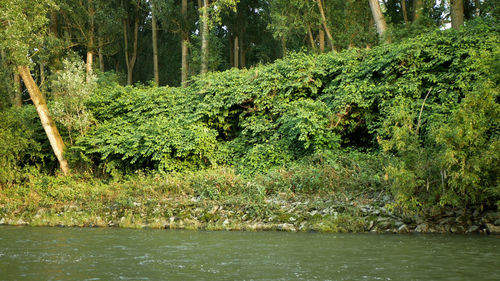 Scenic view of forest