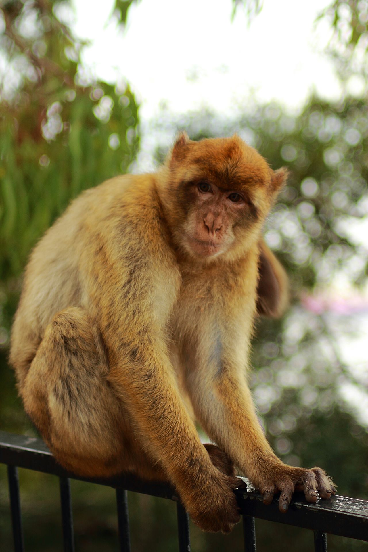 Pet tiere gibraltar