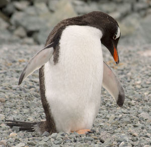 A beautiful penguin on the beach on the first day landed on antarctica