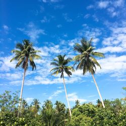 Low angle view of palm trees against blue sky