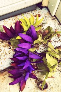 Close-up of purple flowers