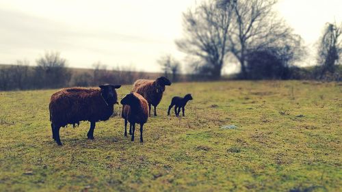 Horses on field against sky