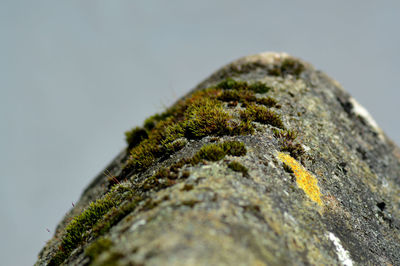 Close-up of moss growing on tree trunk