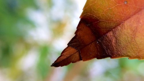 Close-up of leaf against blurred background