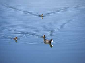 Coot bird family swimming and feeding on the lake