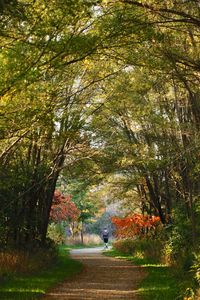 Footpath amidst trees in forest