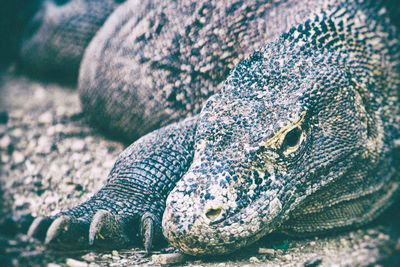 Close-up of lizard