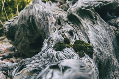 Close-up of tree trunk