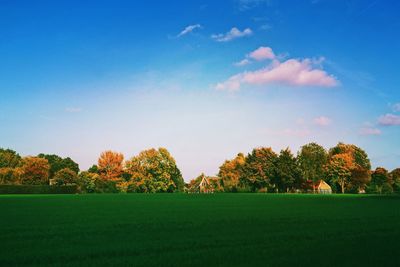 Trees on field against sky