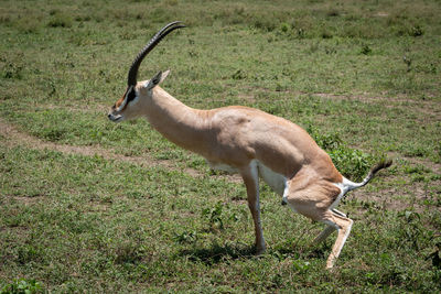 Deer on field