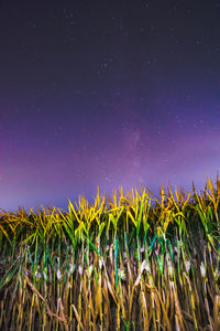 Stars above a cornfield