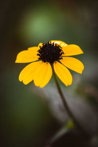 Close-up of yellow flower