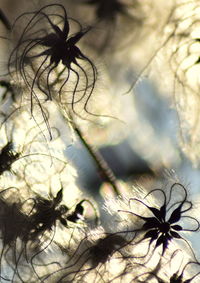 Close-up of flower