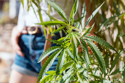 Midsection of woman standing by cannabis plant