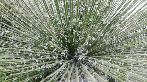 Full frame shot of leaf