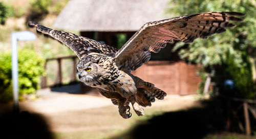 Eagle owl on fly