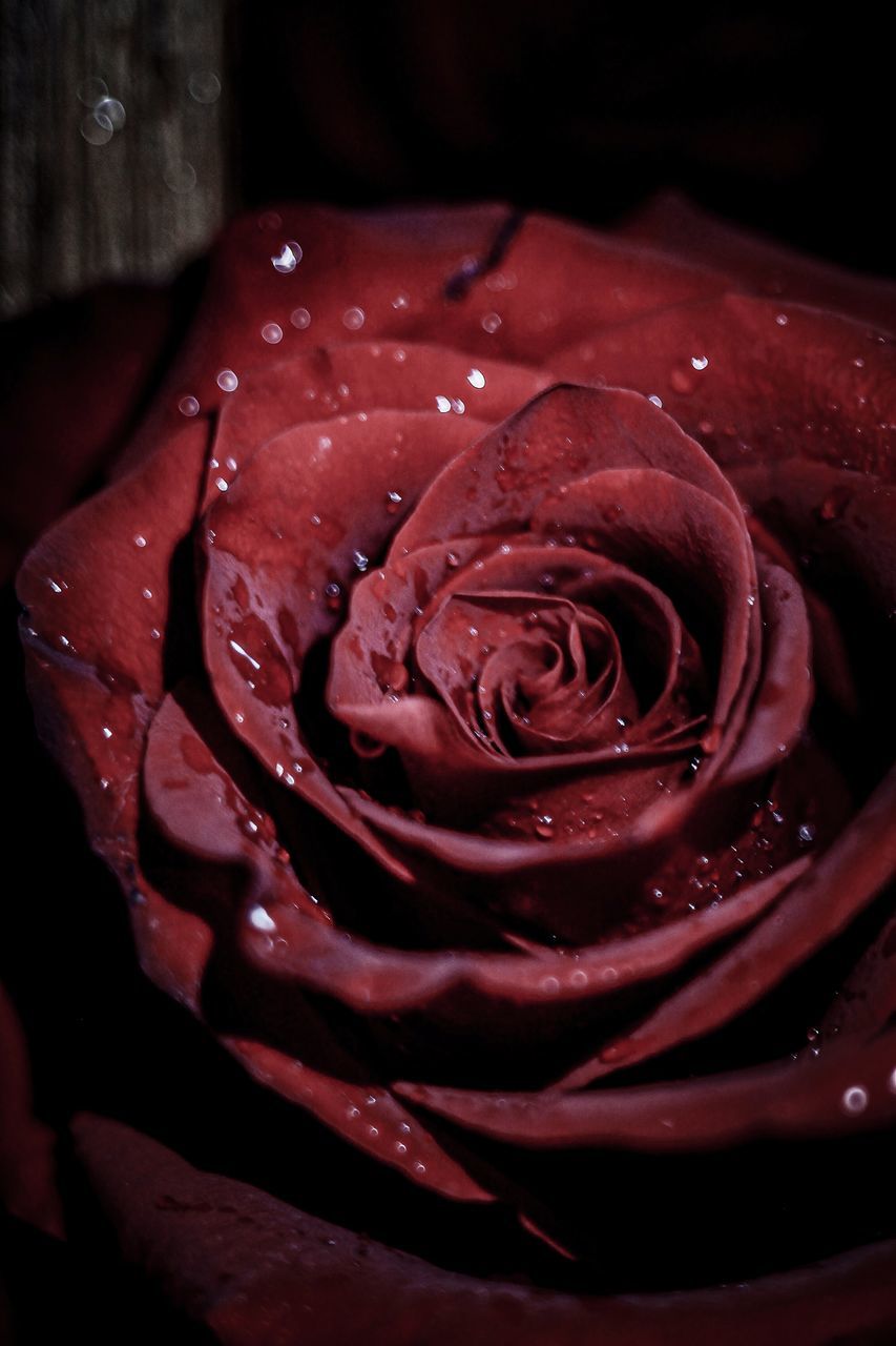 CLOSE-UP OF WET ROSE IN RED ROSES