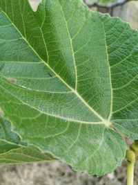 Close-up of green leaf