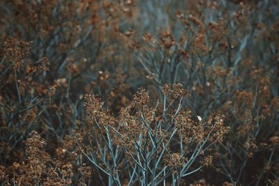 Close-up of plant growing on field