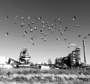 Birds flying in sky