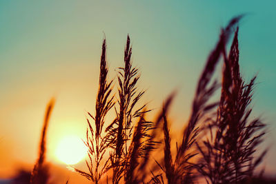 Close-up of wheat growing on field