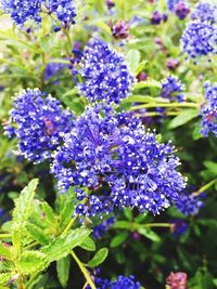 Close-up of purple flowers blooming outdoors