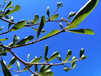 Low angle view of plant against clear blue sky