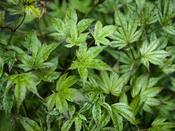 Full frame shot of fresh green plants