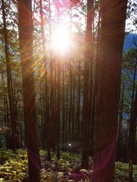 Low angle view of trees in forest