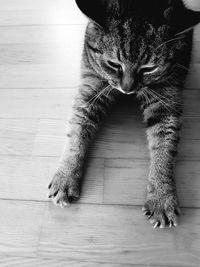 Close-up of cat on hardwood floor