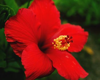 Close-up of red hibiscus blooming outdoors