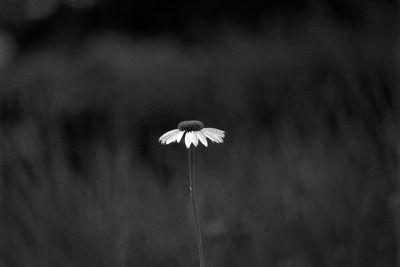 Close-up of white dandelion flower on field