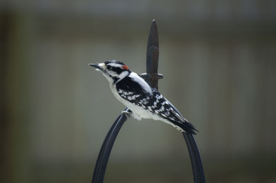 Close-up of a bird flying