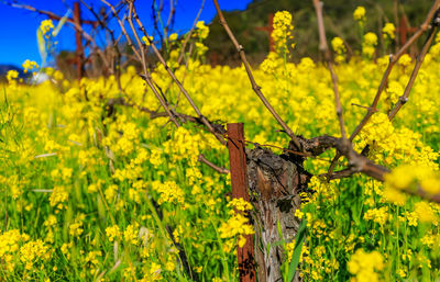 Close-up of yellow flowering plants on field