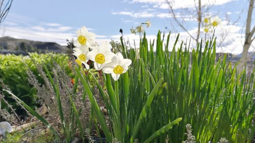 Close-up of white flowering plants on field