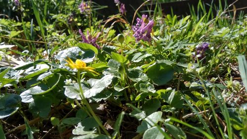 Close-up of purple flowering plants