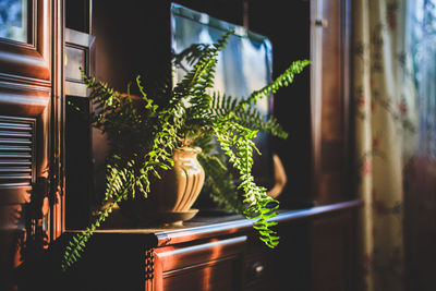 Potted plant on table at home