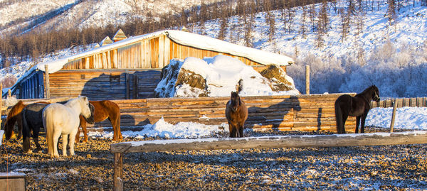 Horses on a farm on a sunny winter day.